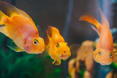 只養一隻魚|養魚只養一隻會因為無聊死掉嗎？